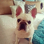 Prince is registered to the contest to win money with this photo: dog, french_bulldog, bed, pillows, blanket, indoor, pet, animal, cute, white_dog, fur, ears, face, looking, sitting, cozy, home, comfort, portrait, furniture