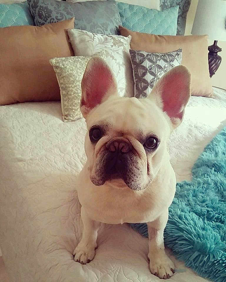 Prince is registered to the contest to win money with this photo: dog, french_bulldog, bed, pillows, blanket, indoor, pet, animal, cute, white_dog, fur, ears, face, looking, sitting, cozy, home, comfort, portrait, furniture