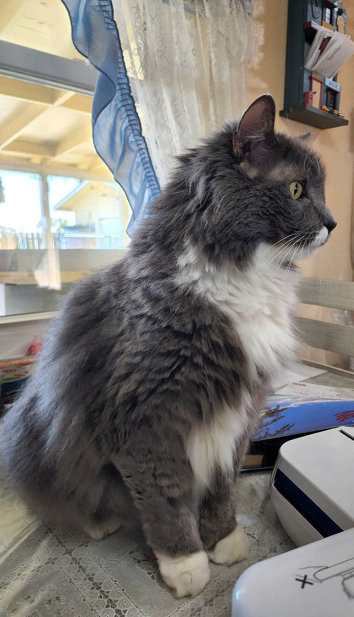 Dinky is registered to the contest to win money with this photo: box, british_longhair, carnivore, cat, claw, comfort, domestic_short_haired_cat, electric_blue, felidae, flooring, fur, grey, paw, small_to_medium_sized_cats, snout, tail, terrestrial_animal, whiskers, window