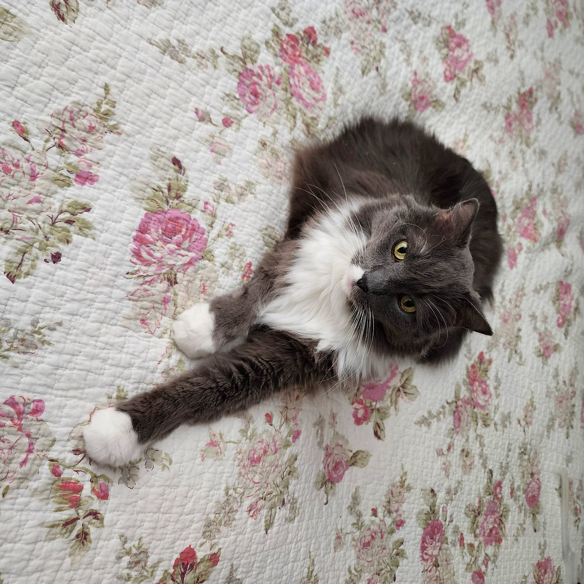 Dinky joined the competition — help win amazing prizes! black_cat, british_longhair, carnivore, cat, claw, comfort, creative_arts, domestic_short_haired_cat, fawn, felidae, flooring, fur, grey, pattern, paw, plant, small_to_medium_sized_cats, tail, terrestrial_animal, whiskers