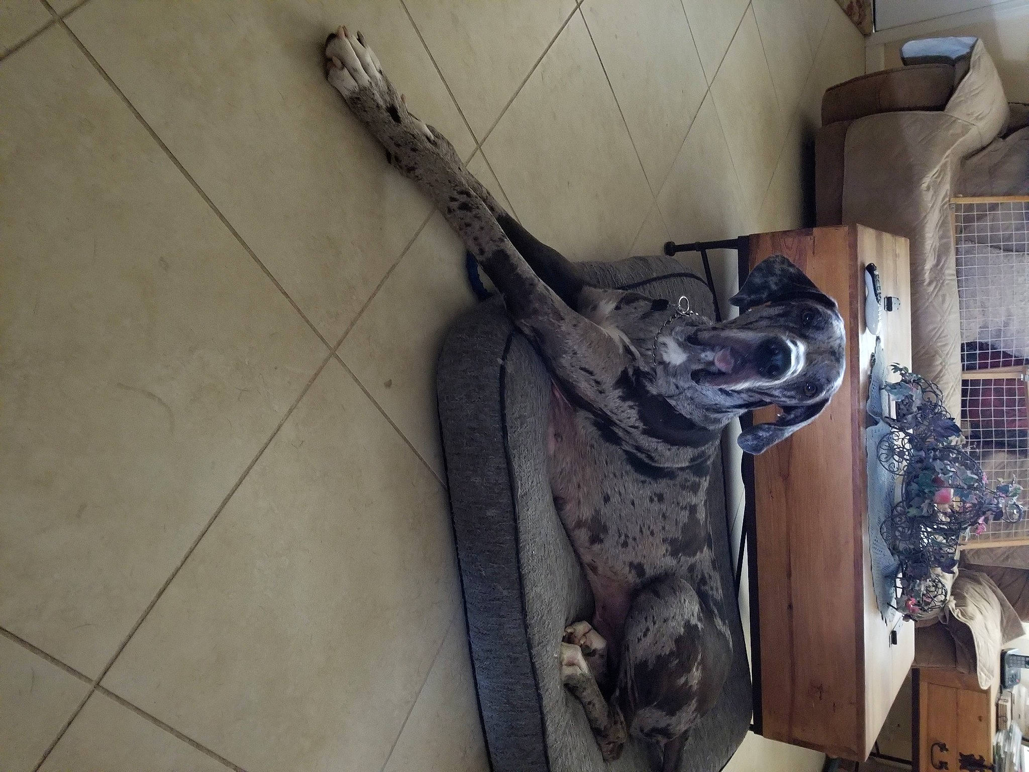 Diesel joined the competition — help win amazing prizes! art, dog, dog_breed, flooring, machine, metal, room, sculpture, sporting_group, statue, tail, tile_flooring, visual_arts, wood, working_animal