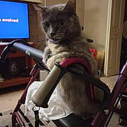 Snuggles is registered to the contest to win money with this photo: animal, cat, chair, computerhardware, cushion, e_scooter, electronics, face, furniture, hardware, homedecor, kitten, monitor, pet, screen, table, transportation, tv, vehicle, wheelchair