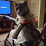 animal, cat, chair, computerhardware, cushion, e_scooter, electronics, face, furniture, hardware, homedecor, kitten, monitor, pet, screen, table, transportation, tv, vehicle, wheelchair