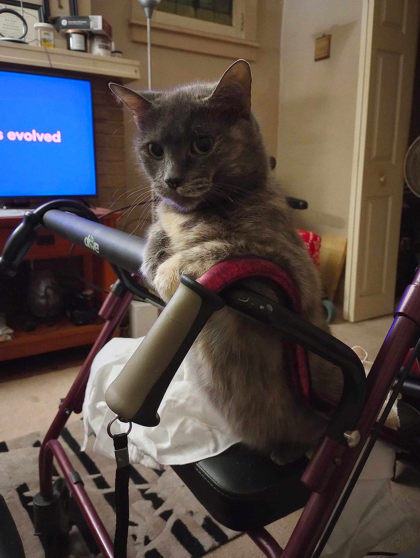 Snuggles is registered to the contest to win money with this photo: animal, cat, chair, computerhardware, cushion, e_scooter, electronics, face, furniture, hardware, homedecor, kitten, monitor, pet, screen, table, transportation, tv, vehicle, wheelchair