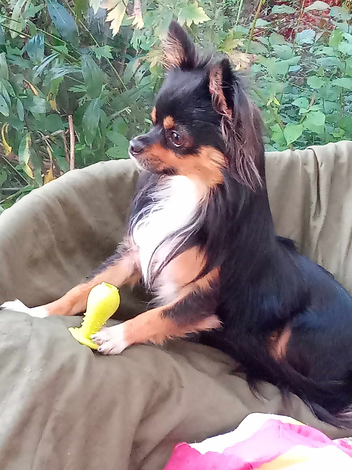 Topaze a rejoint le concours — aidez-le/la à gagner de superbes lots ! dog, toy, cushion, outdoor, greenery, pet, fur, paw, animal, chew_toy, relaxed, nature, leafy_background, small_dog, long_hair, side_view, sitting, domestic_animal, cute, companion