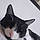 Minette