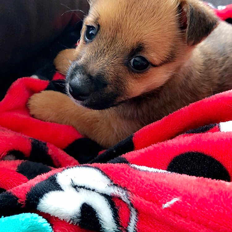 Baylie is registered to the contest to win money with this photo: canidae, carnivore, companion_dog, dog, dog_breed, fawn, mammal, puppy, puppy_love, rare_breed_dog, snout, vertebrate