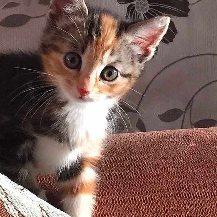 Mollie