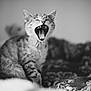 kitten, cat, yawning, black_and_white, animal, pet, feline, cute, mouth_open, teeth, tongue, fur, whiskers, indoor, blanket, cozy, soft_focus, texture, young, small