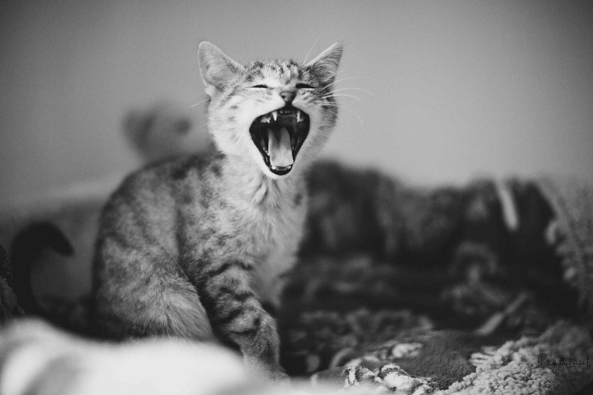 Ziggy participe au concours pour gagner de l'argent avec cette photo : kitten, cat, yawning, black_and_white, animal, pet, feline, cute, mouth_open, teeth, tongue, fur, whiskers, indoor, blanket, cozy, soft_focus, texture, young, small