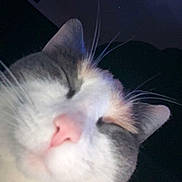 Molly joined the competition — help win amazing prizes! animal, calm, cat, close_up, cute, domestic_cat, ears, eyes_closed, face, feline, fur, indoor, nose, pet, pink_nose, portrait, relaxed, sleepy, whiskers