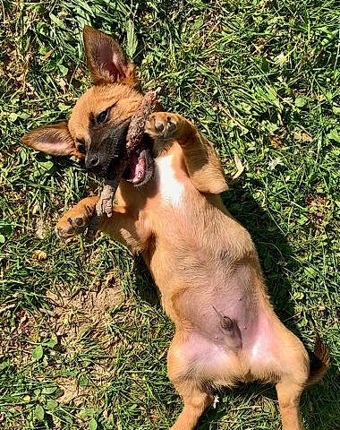 Fuego participe au concours pour gagner de l'argent avec cette photo : canidae, carnivore, companion_dog, dog, dog_breed, fawn, grass, herding_dog, liver, paw, snout, sporting_group, tail, terrestrial_animal, wildlife, working_animal, working_dog