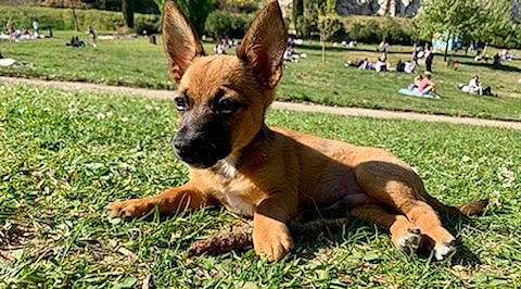 Fuego a rejoint le concours — aidez-le/la à gagner de superbes lots ! ancient_dog_breeds, canidae, carnivore, companion_dog, dog, dog_breed, dog_supply, fawn, grass, non_sporting_group, plant, puppy, russkiy_toy, snout, sporting_group, terrestrial_animal, toy_dog, tree, working_animal, working_dog