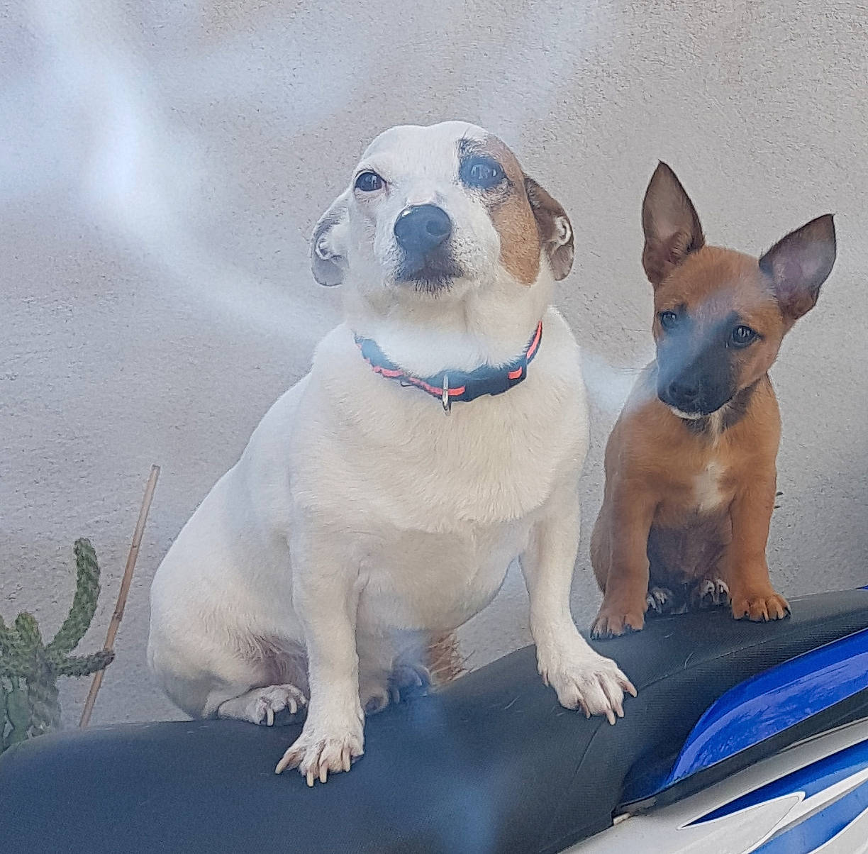 Touby Et Fuego a rejoint le concours — aidez-le/la à gagner de superbes lots ! ancient_dog_breeds, canidae, carnivore, collar, companion_dog, dog, dog_breed, dog_collar, dog_supply, fawn, non_sporting_group, paw, pet_supply, plant, snout, sporting_group, tail, toy_dog, whiskers, working_animal