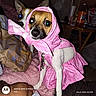 backdrop, bed, blanket, collar, costume, date_stamp, dog, dogs, fashion, flash_photography, funny, hood, indoor, leash, pet, pink_outfit, portrait, sitting, skirt, small_dog