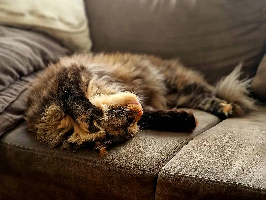 Isabella participe au concours pour gagner de l'argent avec cette photo : carnivore, cat, claw, close_up, comfort, domestic_short_haired_cat, felidae, flooring, fur, grey, linens, nap, paw, small_to_medium_sized_cats, snout, tail, terrestrial_animal, textile, whiskers, wood