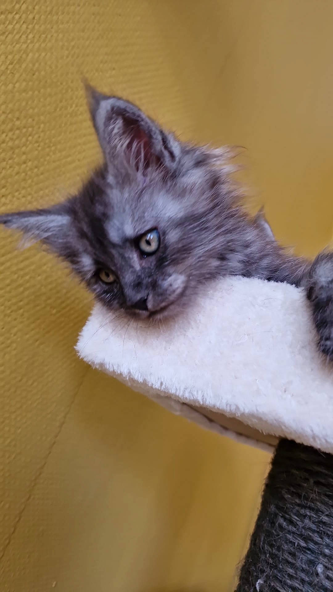 Tziggy a rejoint le concours — aidez-le/la à gagner de superbes lots ! balinese, birman, carnivore, cat, claw, close_up, comfort, domestic_short_haired_cat, fawn, felidae, fur, grey, paw, small_to_medium_sized_cats, snout, tail, terrestrial_animal, tonkinese, whiskers, window