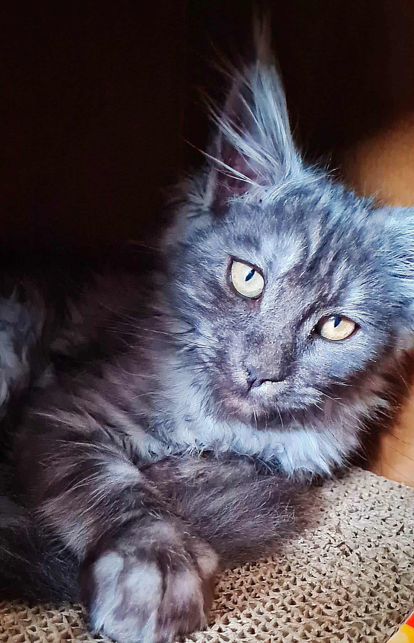 Tziggy a rejoint le concours — aidez-le/la à gagner de superbes lots ! british_longhair, carnivore, cat, claw, domestic_short_haired_cat, electric_blue, eye, fawn, felidae, fur, grey, paw, photo_caption, small_to_medium_sized_cats, snout, tail, terrestrial_animal, whiskers, window