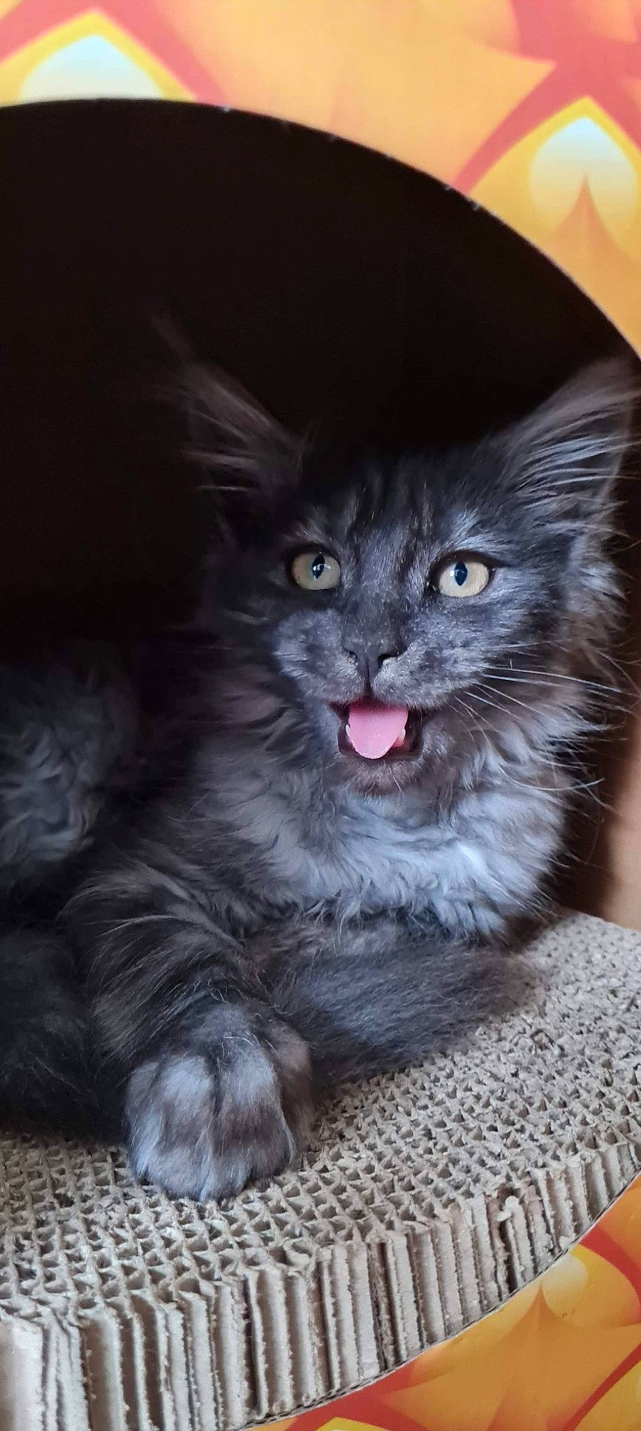 Tziggy participe au concours pour gagner de l'argent avec cette photo : british_longhair, carnivore, cat, cat_toy, claw, domestic_short_haired_cat, electric_blue, felidae, fur, grey, maine_coon, paw, sitting, small_to_medium_sized_cats, snout, terrestrial_animal, whiskers