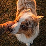 Perle a rejoint le concours — aidez-le/la à gagner de superbes lots ! dog, pet, animal, grass, sunset, outdoor, fur, blue_eyes, hand, tattoo, nature, canine, friendly, companion, closeup, warm_light, adorable, cute, gentle, expression