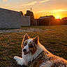Perle a rejoint le concours — aidez-le/la à gagner de superbes lots ! dog, sunset, grass, outdoor, blue_eyes, fur, building, sky, nature, pet, animal, rural, peaceful, sunlight, landscape, resting, golden_hour, countryside, smiling, fluffy