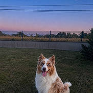 Perle a rejoint le concours — aidez-le/la à gagner de superbes lots ! animal, blue_eyes, canine, contrail, dog, evening, fence, fluffy, grass, happy, moon, nature, outdoor, pet, sitting, sky, tongue_out, tree, twilight, yard