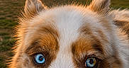 Perle participe au concours pour gagner de l'argent avec cette photo : animal, barn, blue_eyes, canine, close_up, dog, ears, face, fur, grass, heterochromia, nature, nose, outdoor, pet, portrait, rural, sunset, twilight, vehicle