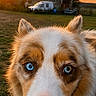 dog, animal, close_up, heterochromia, blue_eyes, sunset, outdoor, barn, vehicle, grass, rural, nature, portrait, pet, fur, ears, nose, face, canine, twilight