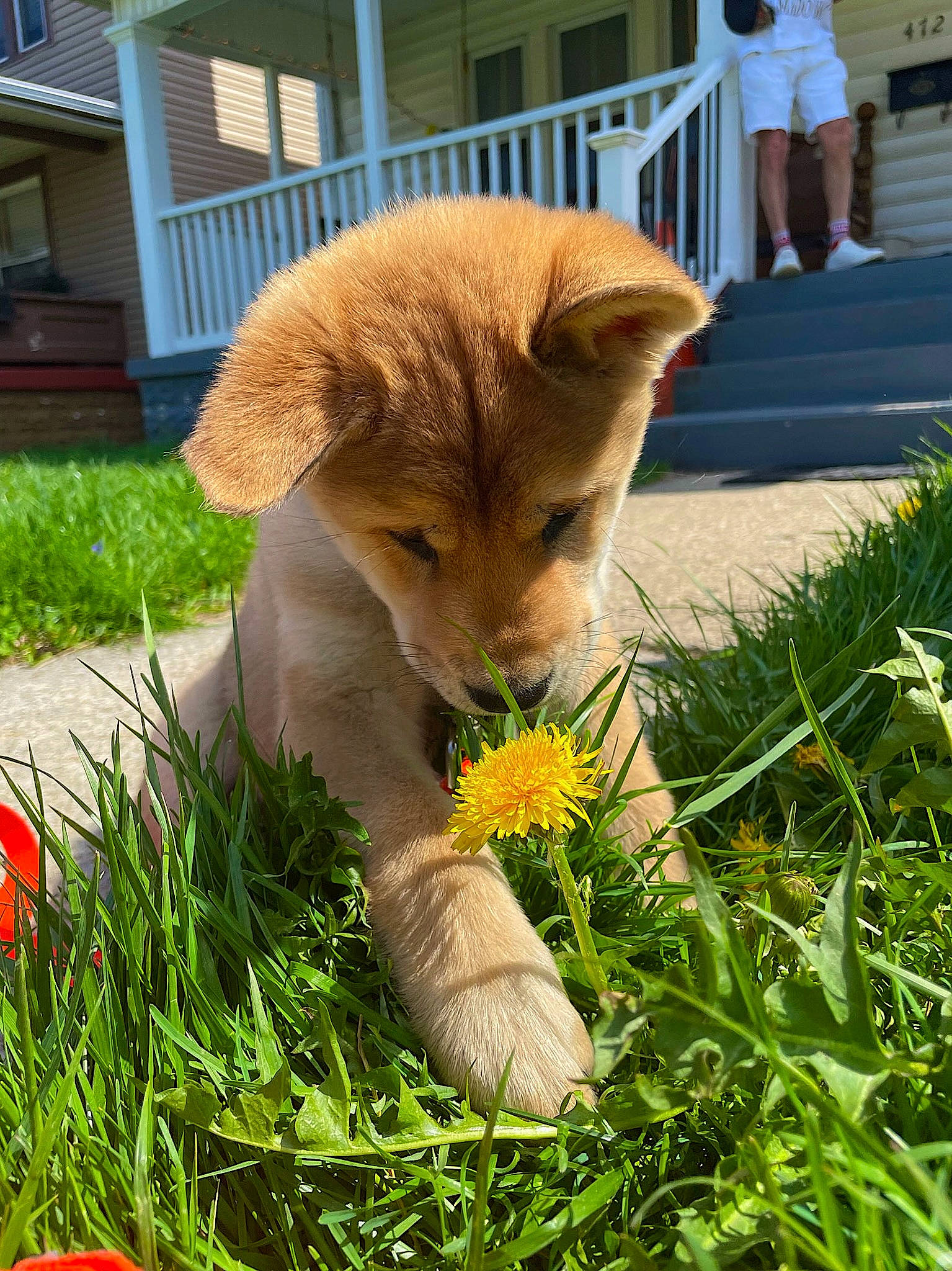 Cinnamon joined the competition — help win amazing prizes! annual_plant, canidae, carnivore, companion_dog, dog, dog_breed, fawn, flower, fur, garden, grass, groundcover, lawn, plant, shorts, sidewalk, sporting_group, tail, window, yellow