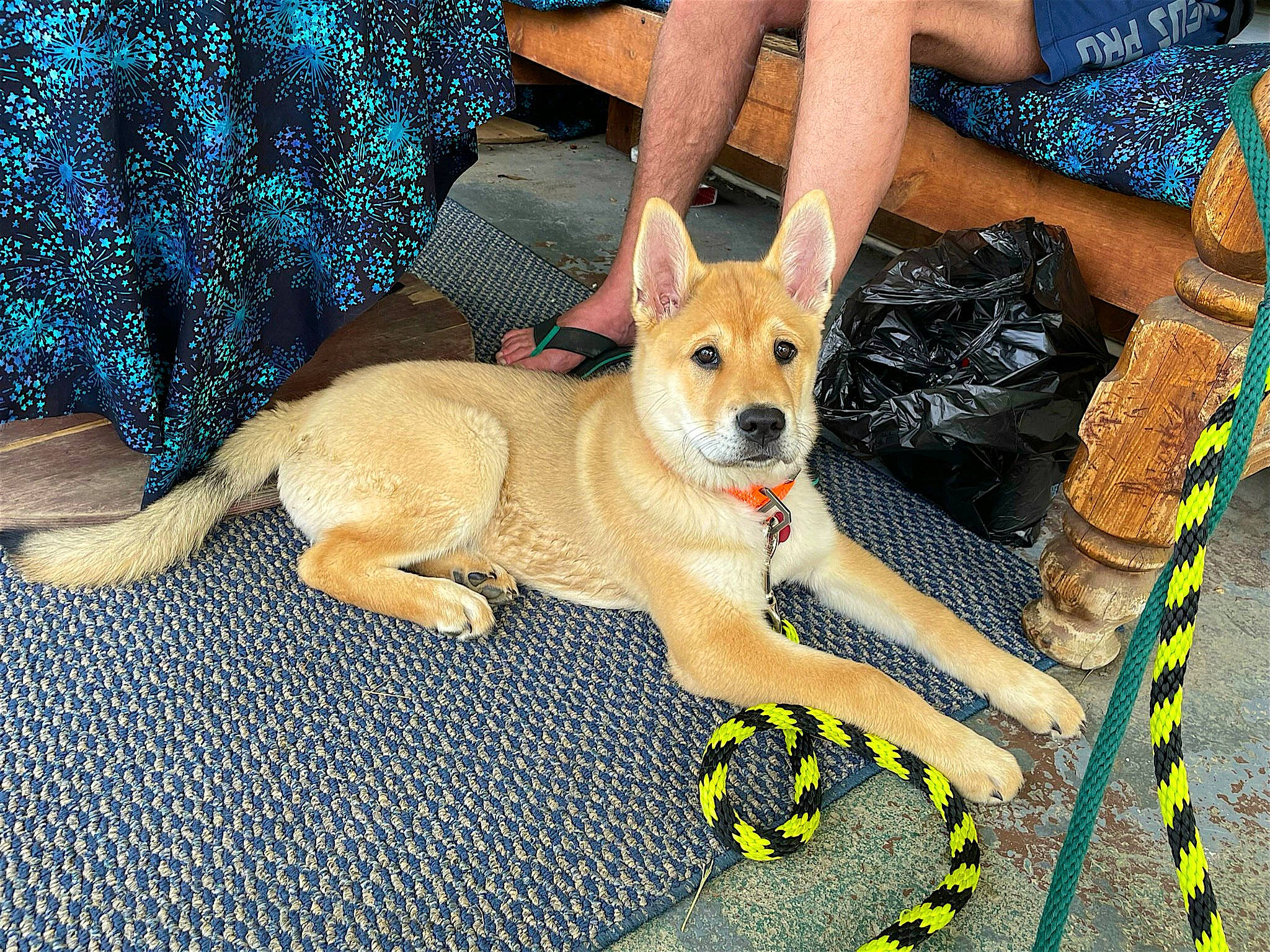 Cinnamon is registered to the contest to win money with this photo: adventure, ancient_dog_breeds, canidae, carnivore, companion_dog, dog, dog_breed, dog_supply, electric_blue, fawn, foot, human_leg, non_sporting_group, paw, sporting_group, tail, working_animal