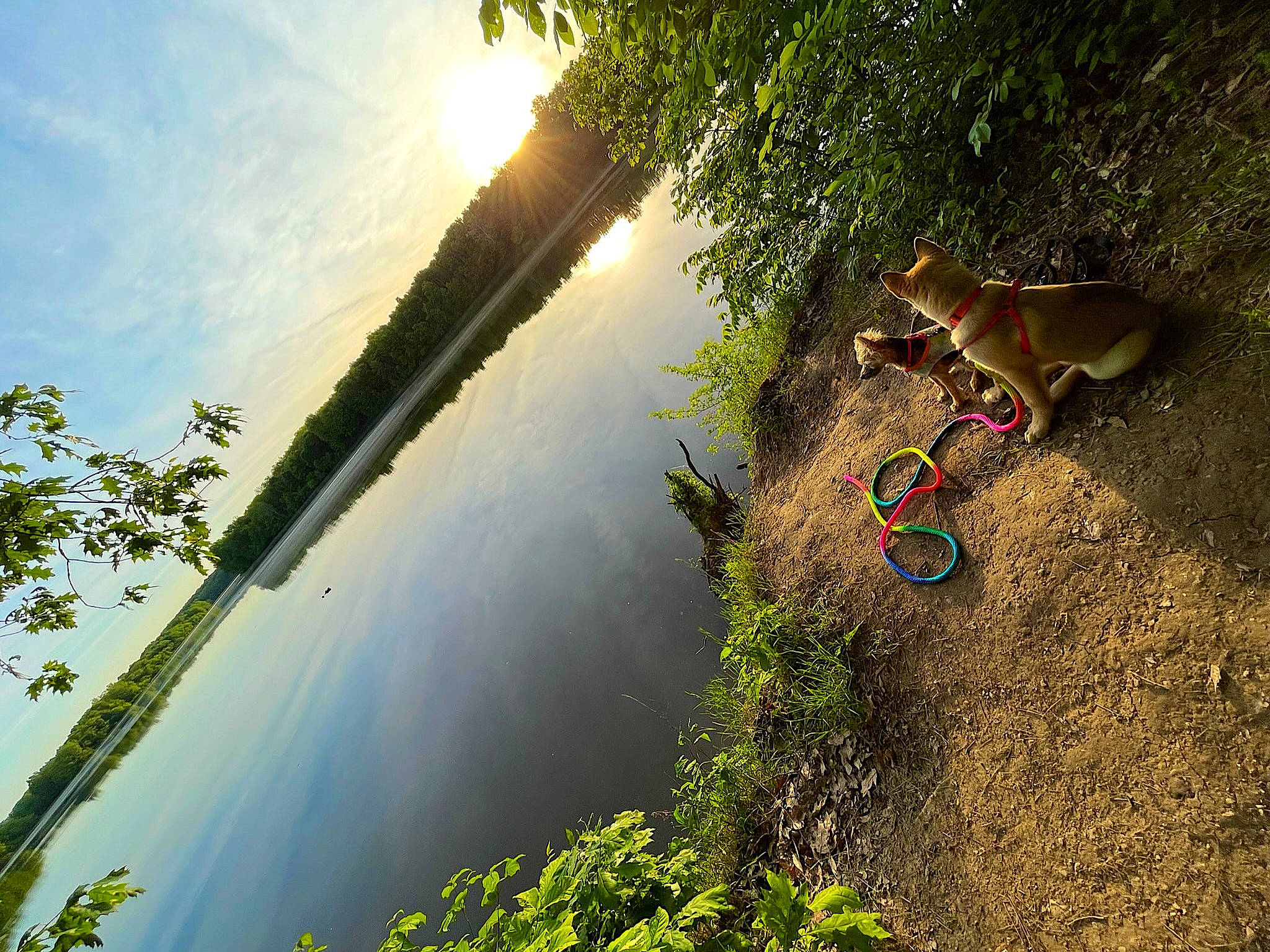 Cinnamon joined the competition — help win amazing prizes! bank, dog, grass, house, lake, landscape, leisure, natural_landscape, people_in_nature, plant, recreation, sky, sunlight, tints_and_shades, tree, water, water_resources, watercourse, waterway, wilderness