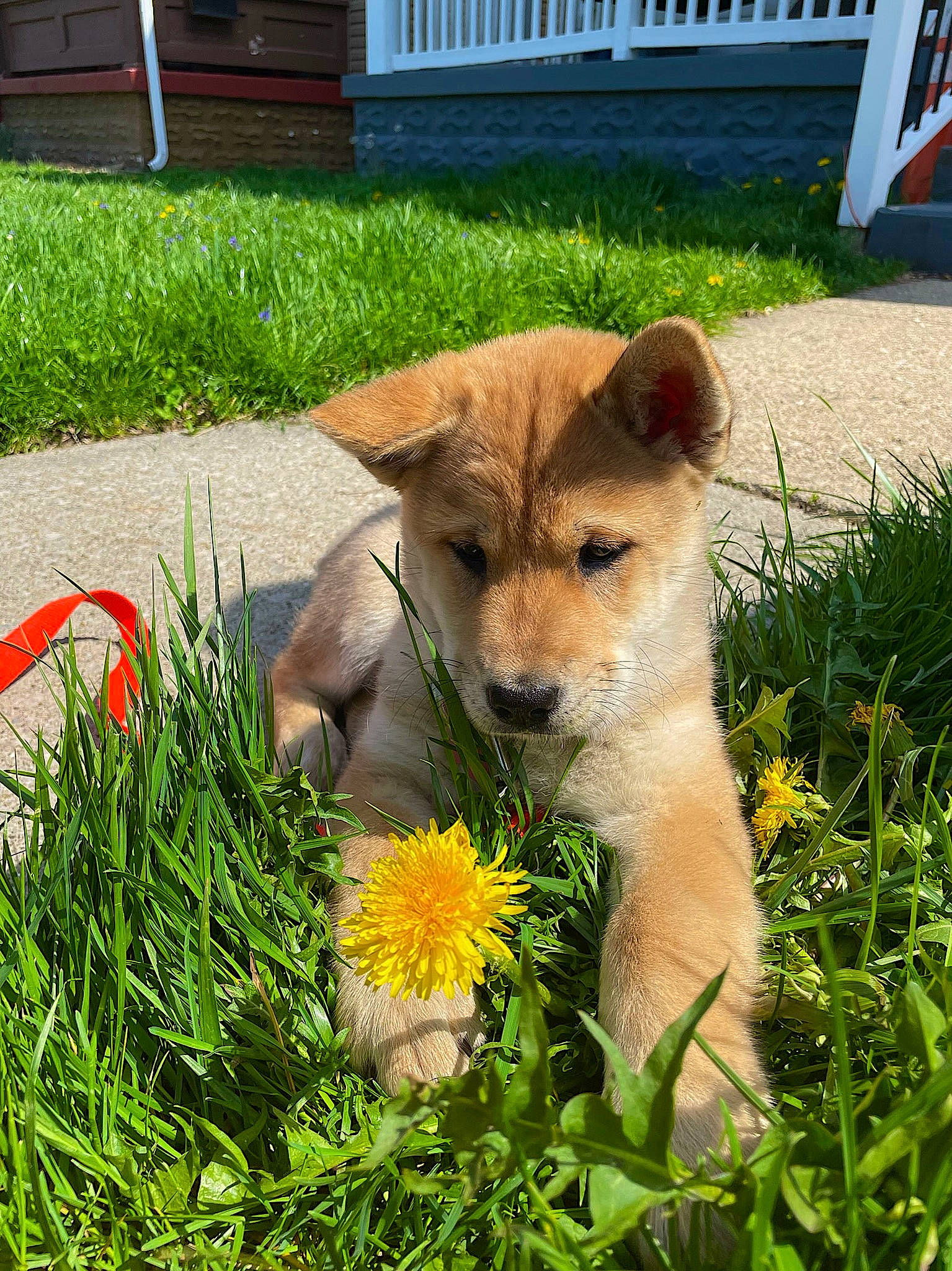 Cinnamon joined the competition — help win amazing prizes! annual_plant, canidae, carnivore, companion_dog, dog, dog_breed, fawn, flower, fox, grass, grassland, groundcover, lawn, plant, snout, sporting_group, tail, terrestrial_animal, whiskers, wildlife