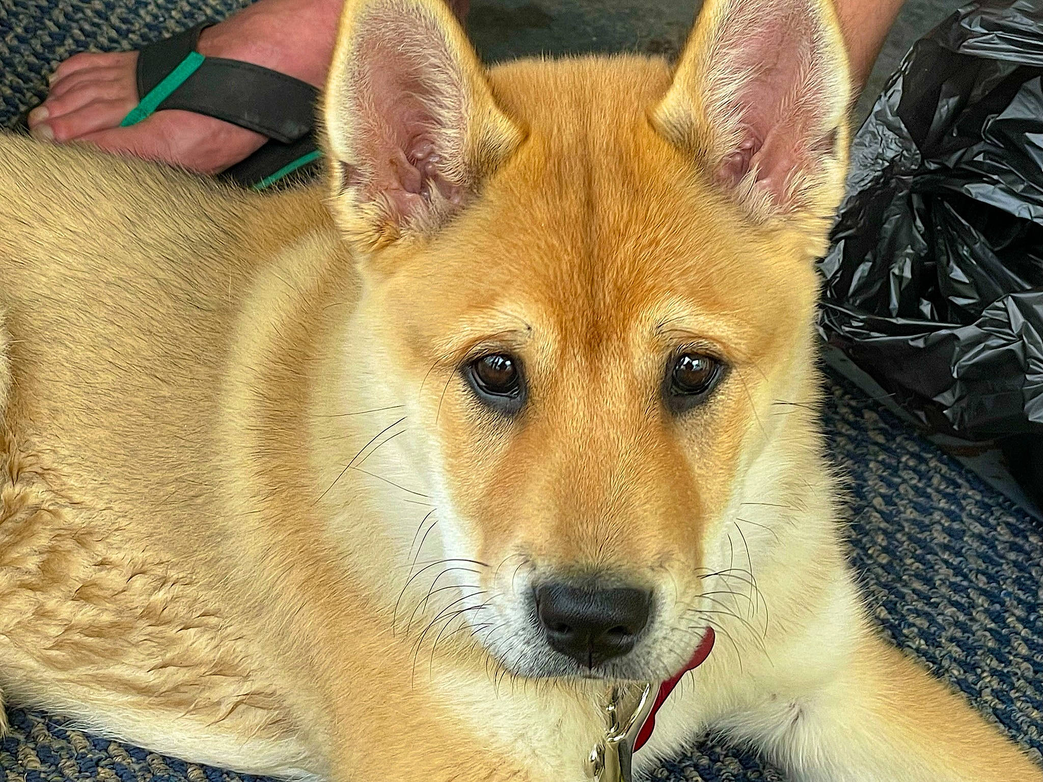 Cinnamon joined the competition — help win amazing prizes! ancient_dog_breeds, canidae, canis, carnivore, companion_dog, dingo, dog, dog_breed, fawn, fur, herding_dog, non_sporting_group, snout, spitz, sporting_group, terrestrial_animal, whiskers, wildlife, working_dog