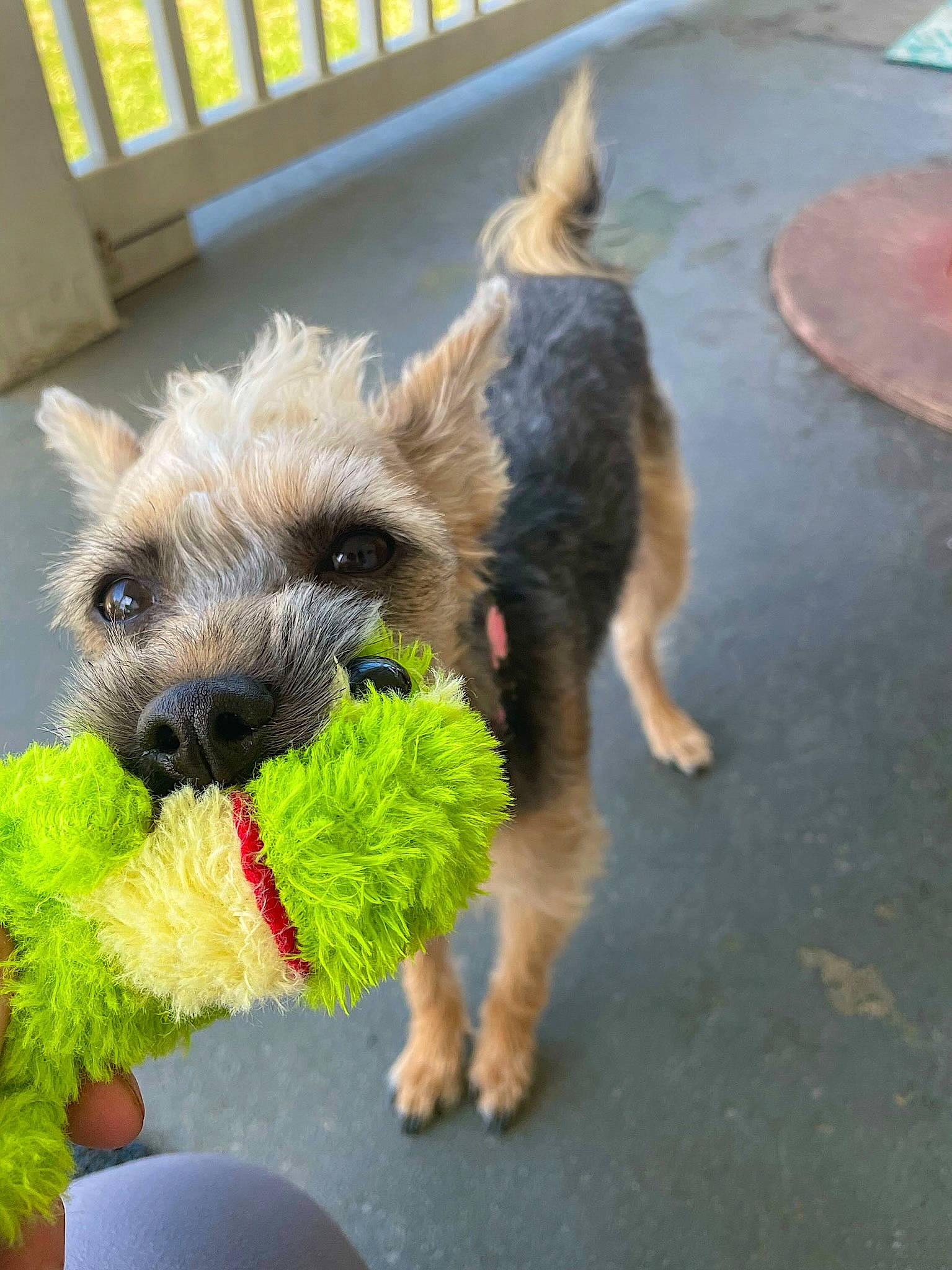 Sophie joined the competition — help win amazing prizes! canidae, carnivore, collar, companion_dog, dog, dog_breed, dog_supply, fence, flooring, fur, grass, mammal, pet_supply, road_surface, small_terrier, sporting_group, terrier, toy_dog, water_dog, working_animal