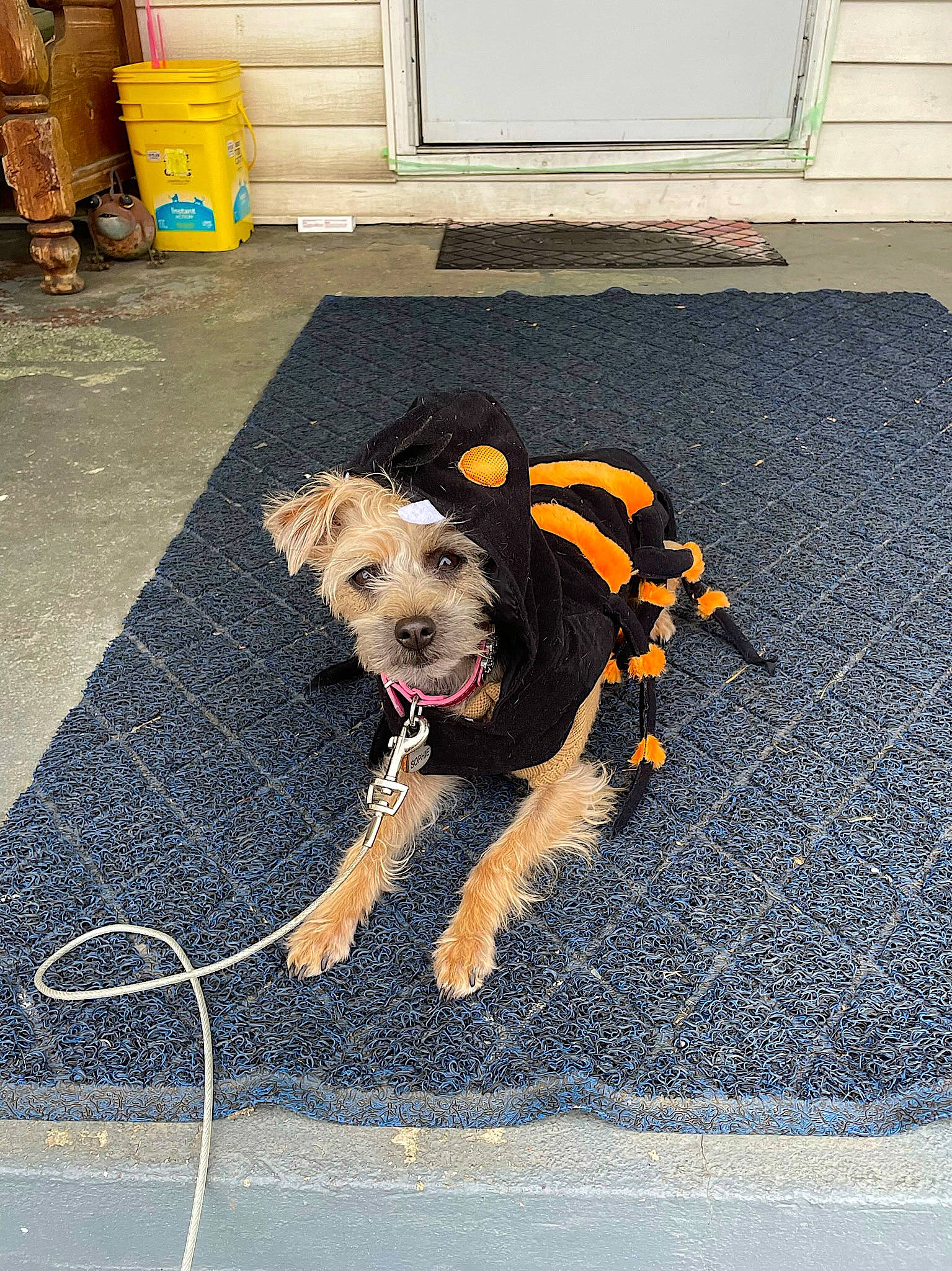 Sophie is registered to the contest to win money with this photo: asphalt, carnivore, collar, companion_dog, dog, dog_breed, dog_clothes, dog_collar, dog_supply, fawn, floor, flooring, leash, pet_supply, road_surface, sidewalk, terrier, toy_dog, water_dog, working_animal