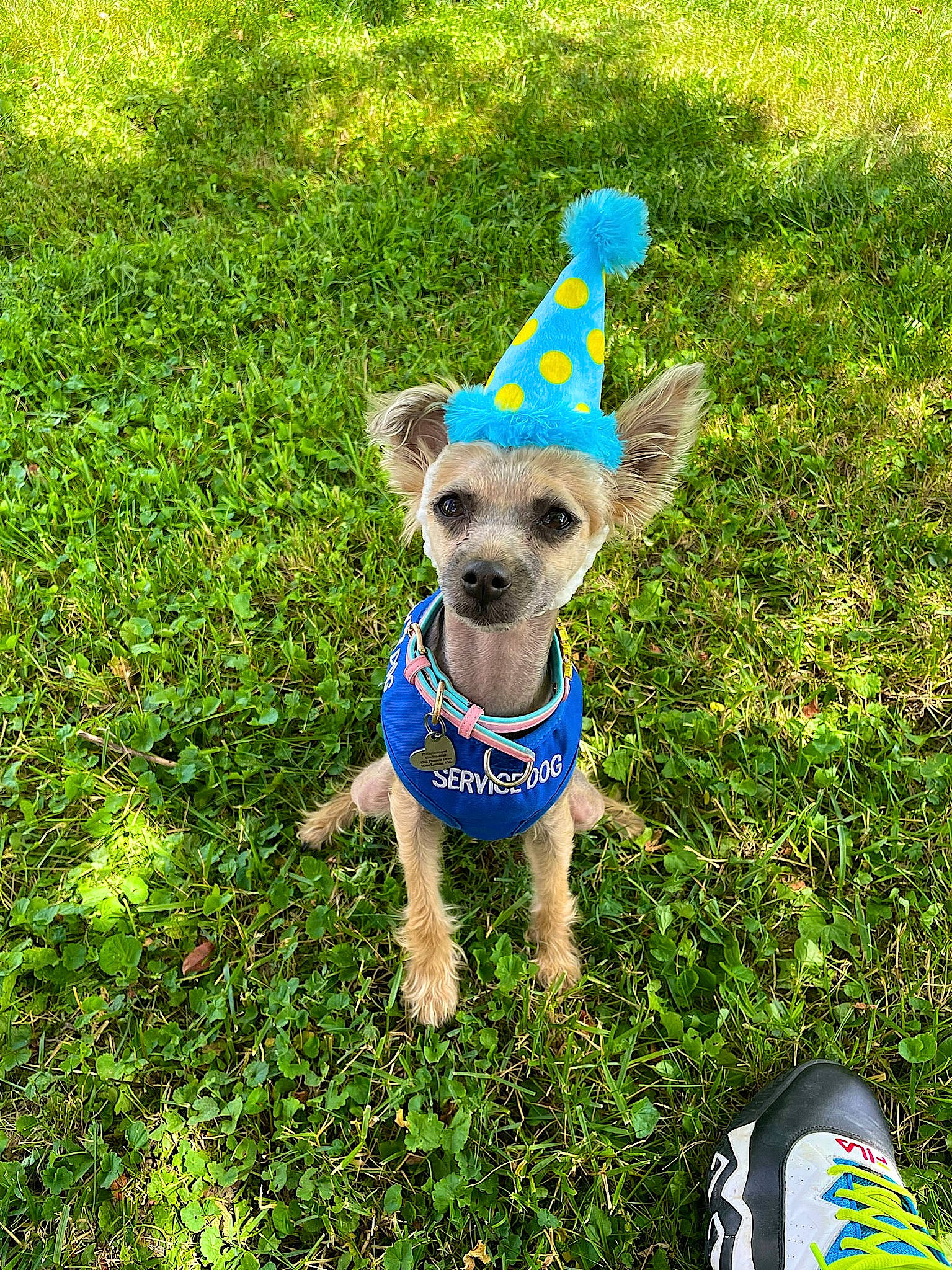Sophie joined the competition — help win amazing prizes! carnivore, collar, companion_dog, dog, dog_breed, dog_clothes, dog_collar, dog_supply, electric_blue, fawn, grass, groundcover, lawn, pet_supply, snout, sunglasses, tail, terrier, toy_dog, working_animal