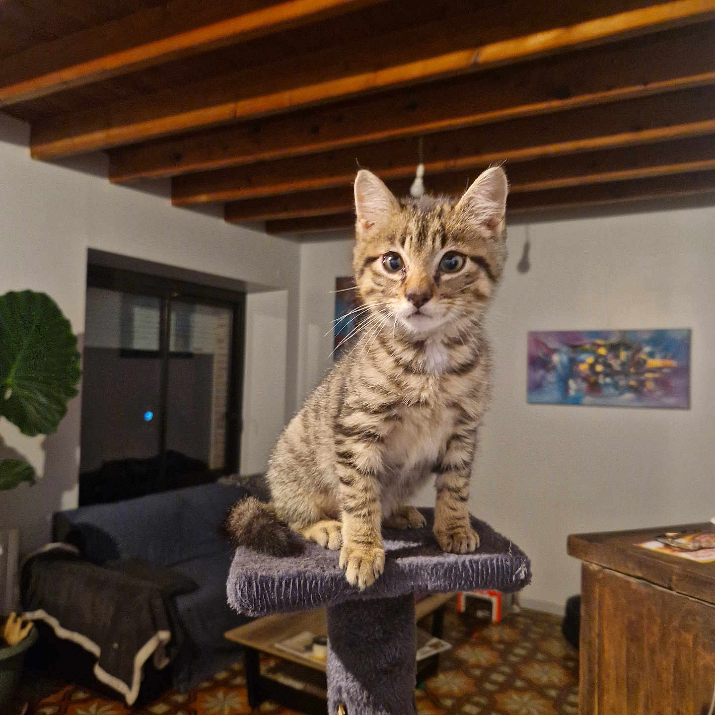 Yoshi participe au concours pour gagner de l'argent avec cette photo : abyssinian, accessories, animal, architecture, bag, building, cat, chair, couch, furniture, handbag, hardwood, indoors, interiordesign, kitten, livingroom, pet, plywood, room, wood