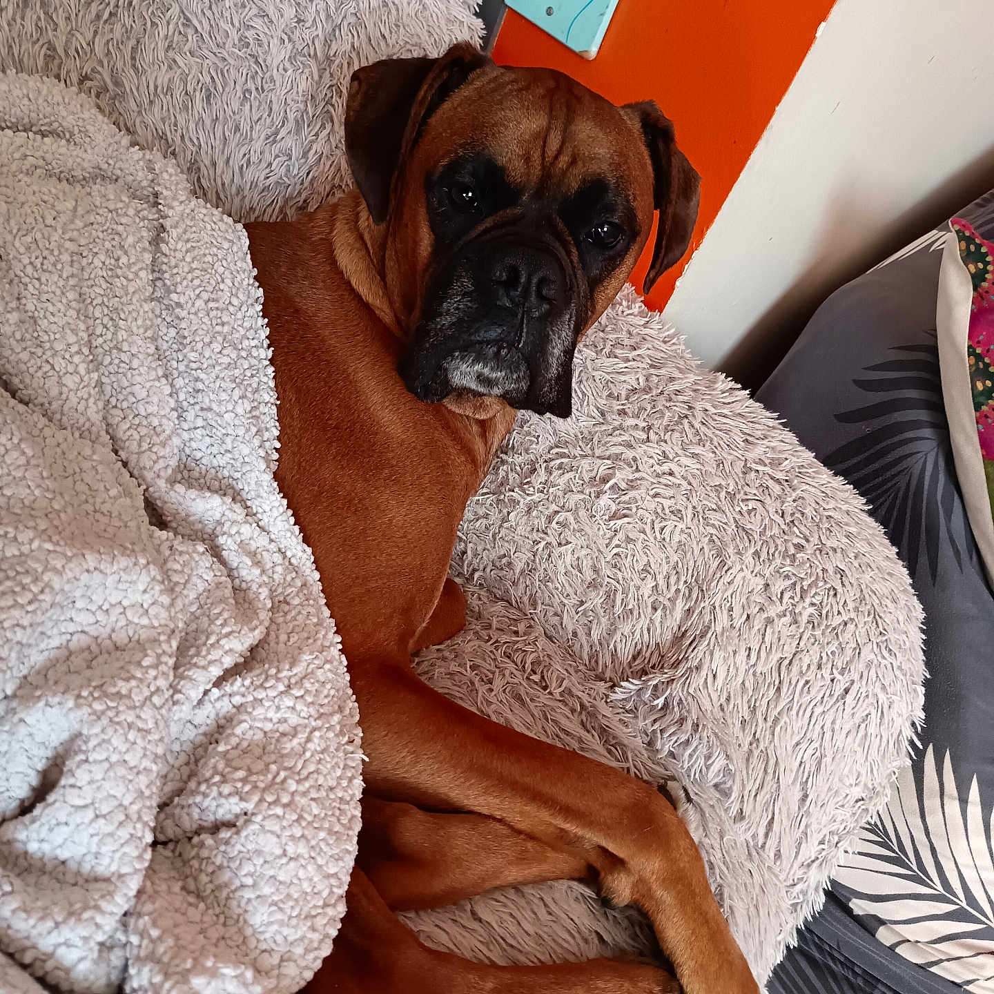 Sam participe au concours pour gagner de l'argent avec cette photo : animal, armchair, back, blanket, bodypart, boxer, bulldog, canine, chair, couch, cushion, dog, frenchbulldog, furniture, homedecor, hound, pet, pitbull, pug, puppy