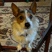 Tatter Bud is registered to the contest to win money with this photo: animal, attention, black_nose, brown, carpet, close_up, collar, curious, dog, domestic, ears, floor, fur, home, indoor, looking, pet, small_dog, white, wooden_furniture