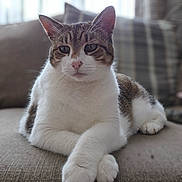 Geri joined the competition — help win amazing prizes! animal, blurred_background, cat, closeup, couch, cozy, domestic_cat, feline, furniture, household, indoor, mammal, paws, pet, portrait, relaxed, resting, soft_light, tabby, white_fur