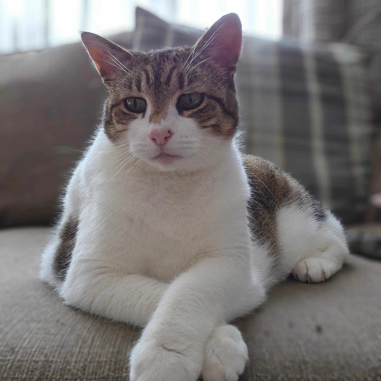 Geri joined the competition — help win amazing prizes! animal, blurred_background, cat, closeup, couch, cozy, domestic_cat, feline, furniture, household, indoor, mammal, paws, pet, portrait, relaxed, resting, soft_light, tabby, white_fur