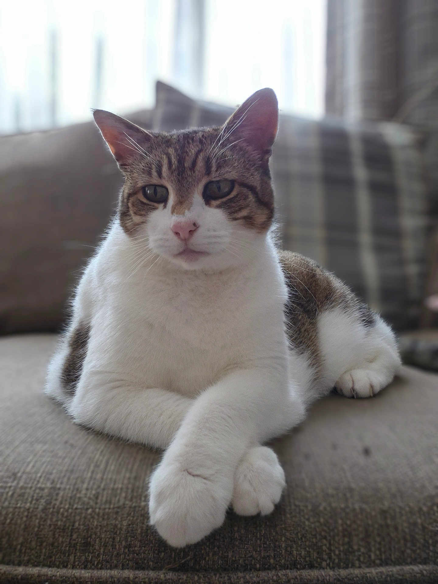 Geri joined the competition — help win amazing prizes! animal, blurred_background, cat, closeup, couch, cozy, domestic_cat, feline, furniture, household, indoor, mammal, paws, pet, portrait, relaxed, resting, soft_light, tabby, white_fur
