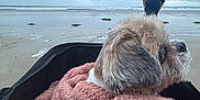 Iléana a rejoint le concours — aidez-le/la à gagner de superbes lots ! dog, blanket, beach, person, cloudy_sky, water, sand, ocean, fur, cape, outdoor, portrait, pet, cozy, seashore, waves, relaxation, canine, nature, casual