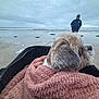 dog, blanket, beach, person, cloudy_sky, water, sand, ocean, fur, cape, outdoor, portrait, pet, cozy, seashore, waves, relaxation, canine, nature, casual