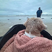 Iléana participe au concours pour gagner de l'argent avec cette photo : dog, blanket, beach, ocean, person, cloudy_sky, sand, waves, outdoor, pet, fur, carrier, stroller, relaxing, calm, companion, water, shore, casual_clothing, nature