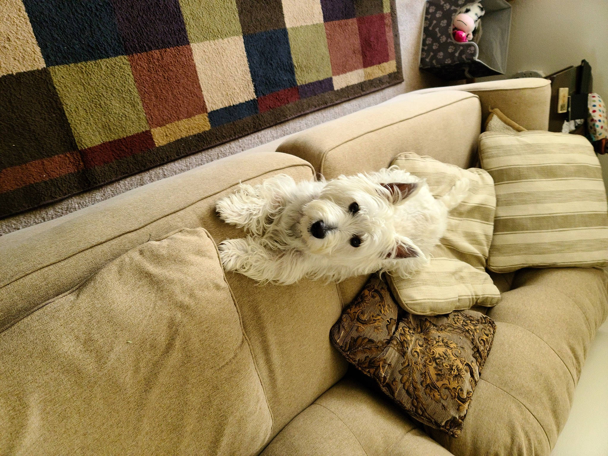 Molly is registered to the contest to win money with this photo: carnivore, comfort, companion_dog, couch, dog, dog_breed, dog_supply, flooring, interior_design, linens, living_room, pillow, room, small_terrier, studio_couch, terrier, textile, throw_pillow, toy_dog, working_animal