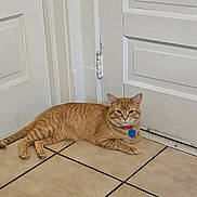 Tiger is registered to the contest to win money with this photo: cat, orange_tabby, indoor, floor, tile_floor, door, white_door, collar, pet, animal, relaxed, lying_down, corner, feline, domestic_cat, fur, whiskers, ears, tail, blue_tag