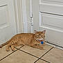 cat, orange_tabby, indoor, floor, tile_floor, door, white_door, collar, pet, animal, relaxed, lying_down, corner, feline, domestic_cat, fur, whiskers, ears, tail, blue_tag