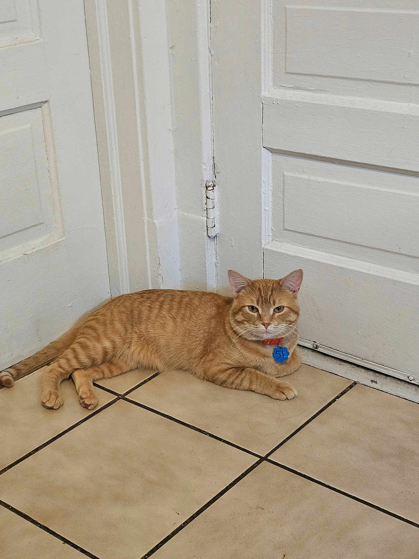 Tiger is registered to the contest to win money with this photo: cat, orange_tabby, indoor, floor, tile_floor, door, white_door, collar, pet, animal, relaxed, lying_down, corner, feline, domestic_cat, fur, whiskers, ears, tail, blue_tag