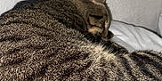 Yoshi a rejoint le concours — aidez-le/la à gagner de superbes lots ! cat, tabby, sleeping, fur, striped, pet, animal, cozy, resting, indoor, blanket, white, texture, wall, closeup, cute, whiskers, ears, relaxing, domestic